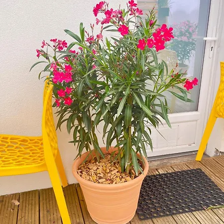 Le Chouette Berlier - Calme Avec Terrasse Апартаменты *
